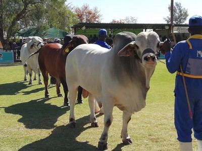 National Cattle Breed competition